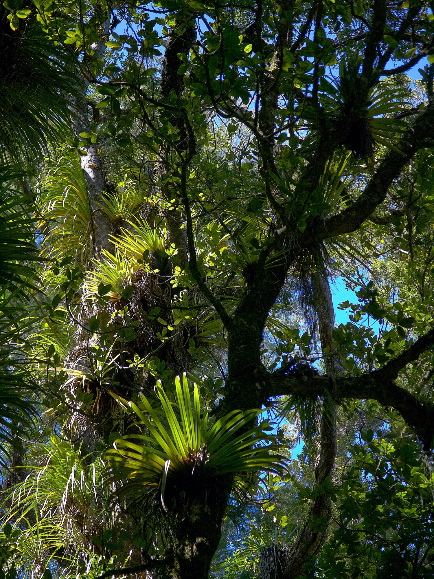 epiphytes in New Zealand rainforest